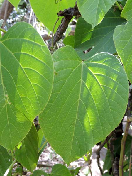 member of grape family, Cissus populnea, photo © by Michael Plagens