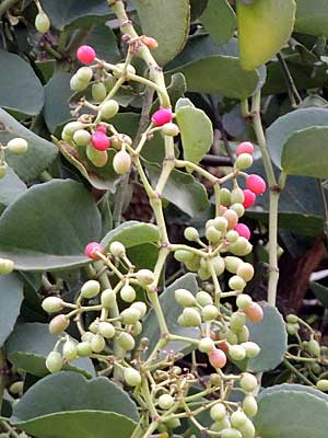 fruit of grape family, Cissus rotundifolia, photo © by Michael Plagens