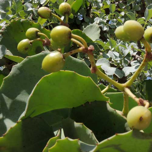 member of grape family, Cissus rotundifolia, photo © by Michael Plagens