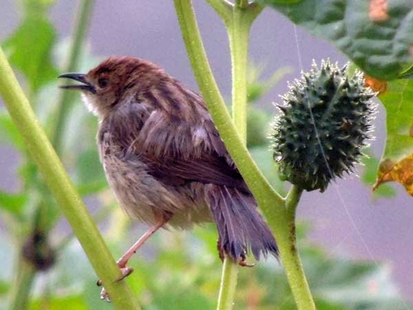 Siffling Cisticola, Cisticola brachypterus, photo © by Michael Plagens. 