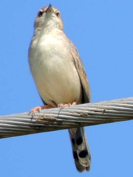 Rattling Cisticola, Cisticola chiniana, photo © by Michael Plagens. 