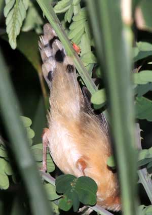 Red-faced Cisticola, Cisticola erythrops, photo © by Michael Plagens. 