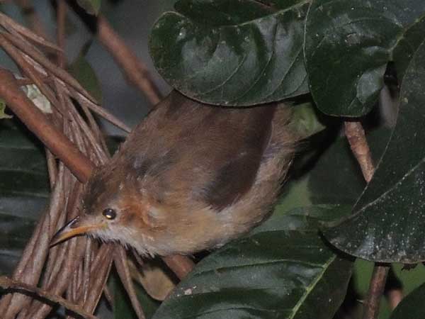 Red-faced Cisticola, Cisticola erythrops, photo © by Michael Plagens. 