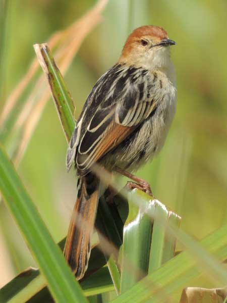 Winding Cisticola, Cisticola galactotes, photo © by Michael Plagens. 