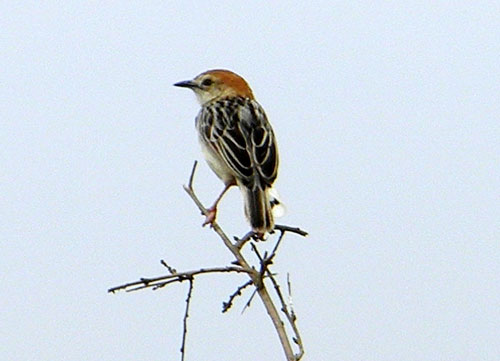 Stout Cisticola, Cisticola robustus, photo © by Michael Plagens. Identified by F. N'gweno.