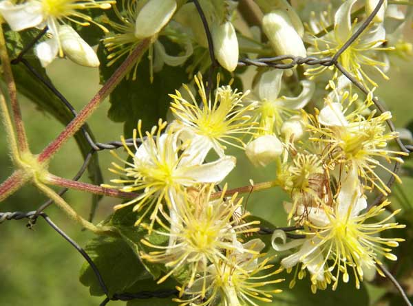 Clematis, Clematis brachiata, Kenya, photo © by Michael Plagens