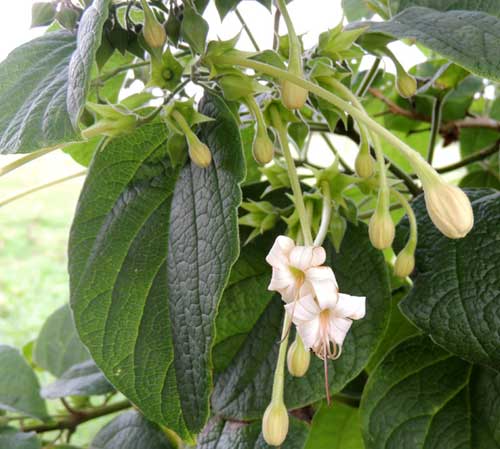 a possible Clerodendron sp. by Michael Plagens