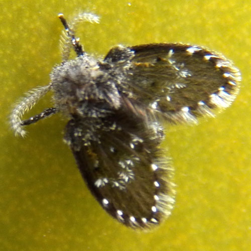 a bathroom filter fly, Clogmia albipunctata, family Psychodidae, from Nairobi, Kenya. Photo © by Michael Plagens