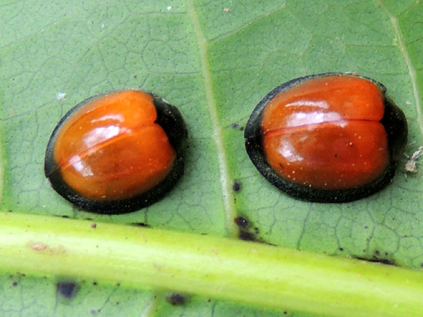 a pair of lady beetles associated with mango from Eldoret, Kenya. Photo © by Michael Plagens