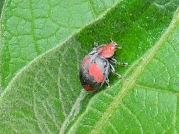 lady beetles feeding on cabbage aphids in Nairobi, Kenya. Photo © by Michael Plagens