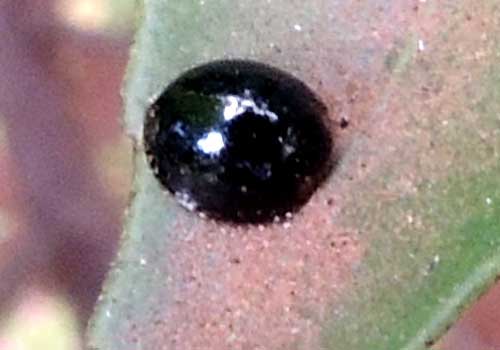 lady beetle, Coccinellidae, possibly Chilocorinae, on citrus in Moshi, Tanzania. Photo © by Michael Plagens