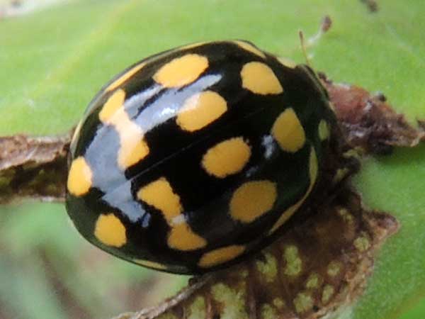 lady beetles, Coccinellidae, observed near Turbo, western Kenya. Photo © by Michael Plagens