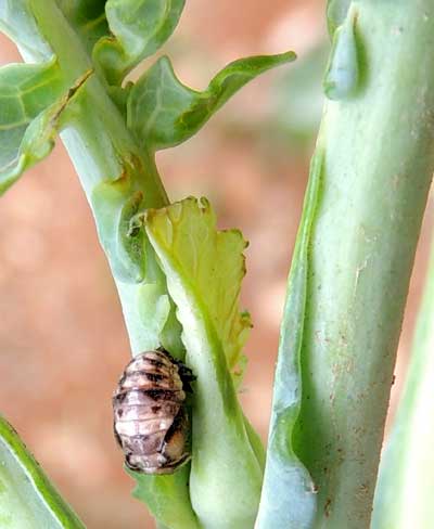 A Coccinellidae pupa from Eldoret, Kenya. Photo © by Michael Plagens