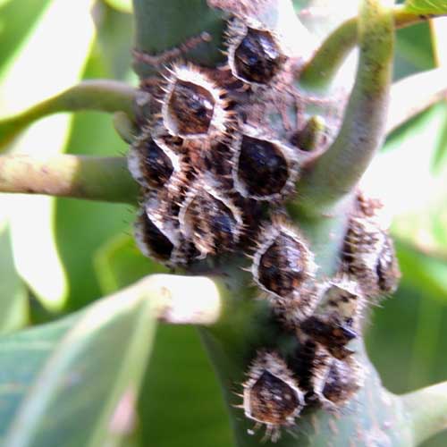 a group of scale insects on a twig of Mango, Eldoret, Kenya. Photo © by Michael Plagens