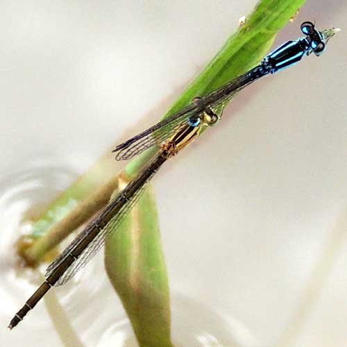 a mating pair of damselfly, Coenagrionidae, from Eldoret, Kenya. Photo © by Michael Plagens