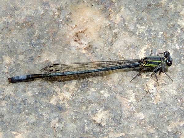 a large damselfly, Coenagrionidae, from West Pokot, Kenya. Photo © by Michael Plagens