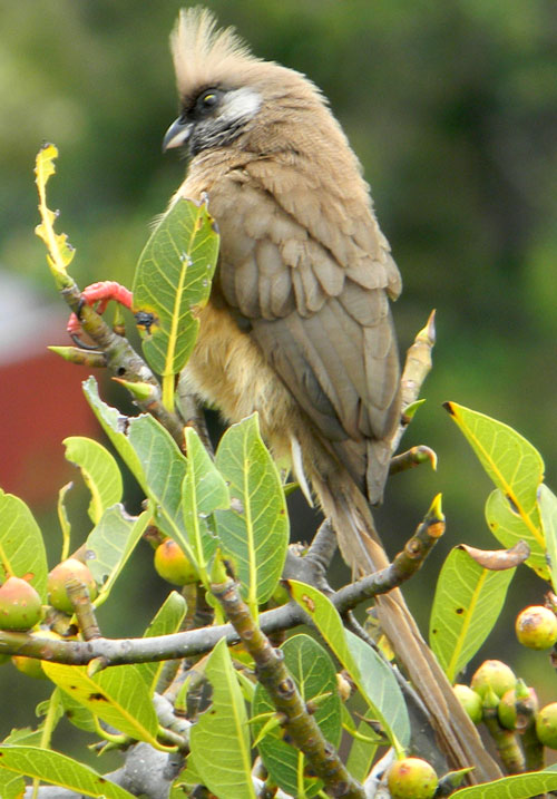 Speckled Mousebird, Colius striatus, photo © by Michael Plagens