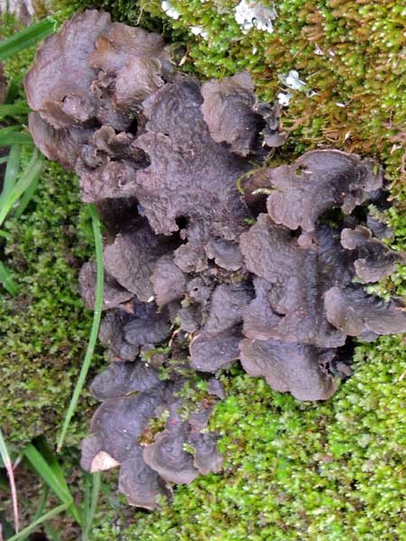 a lichen on a moss-cover boulder, perhaps Leptogium, Kenya. Photo © by Michael Plagens