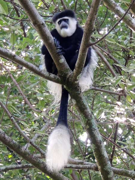 Mantled Guereza, Colobus guereza, photo © by Michael Plagens