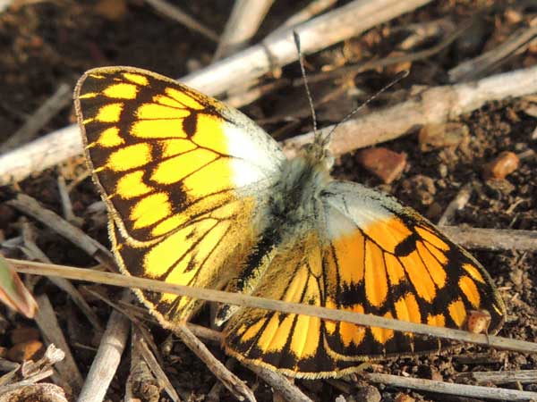 African Golden Arab, Colotis aurigineus, from Nyeri, Kenya. Photo © by Michael Plagens