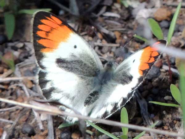 Orange-tip Butterfly, Colotis euippe, from Nyeri, Kenya, Dec 2015. Photo © by Michael Plagens