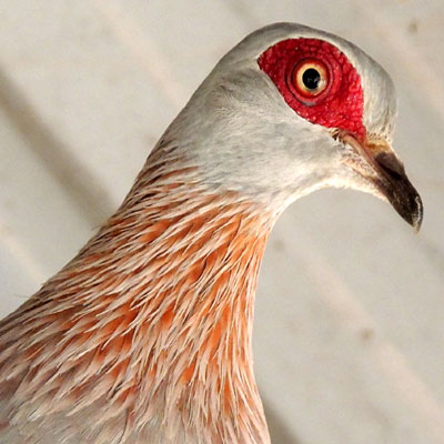 Speckled Pigeon, Columba guinea, from Eldoret photo © by Michael Plagens