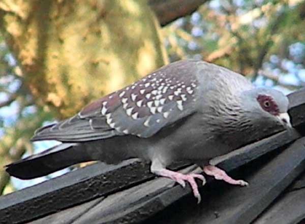 Speckled Pigeon, Columba guinea, photo © by Michael Plagens