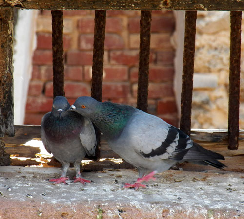 Male and Female Rock Dove, Columba livia, photo © by Michael Plagens