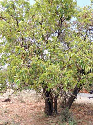 Combretum possibly molle, from Kenya, photo © by Michael Plagens