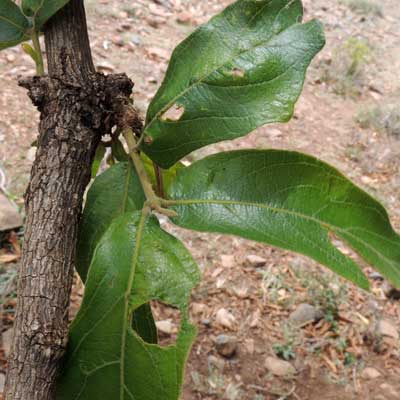 Combretum possibly molle, from Kenya, photo © by Michael Plagens