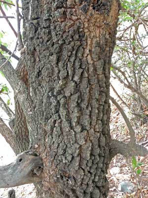 Combretum possibly molle, from Kenya, photo © by Michael Plagens