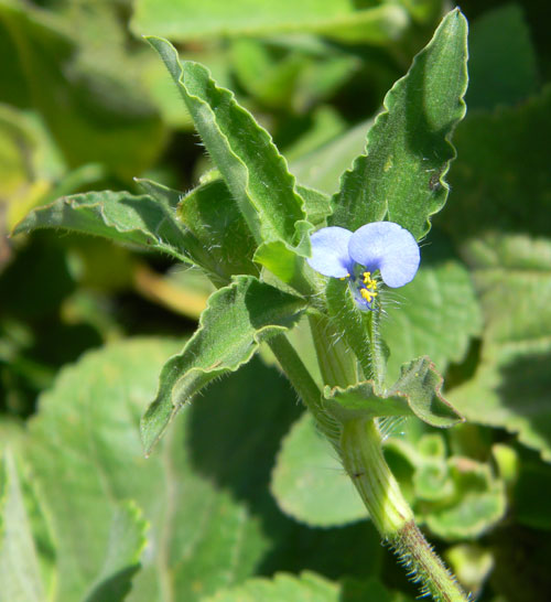 Commelina benghalensis from Rift Valley, Kenya, photo © by Michael Plagens