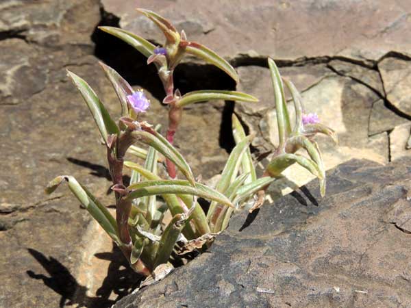 a succulent spiderwort, probably Cyanotis, Eldoret, Kenya, photo © by Michael Plagens