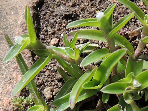 a succulent spiderwort, probably Cyanotis arachnoidea, Turbo, Kenya, photo © by Michael Plagens