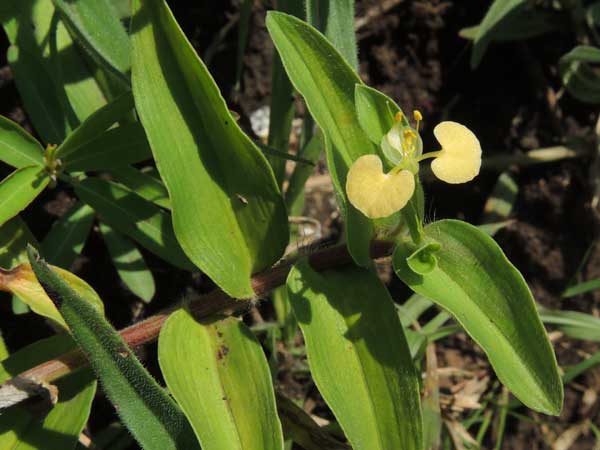 Commelina africana from Kenya, photo © by Michael Plagens