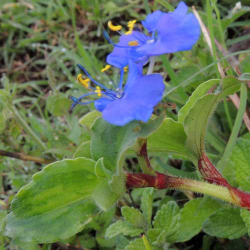 Commelina diffusa from Kenya, photo © by Michael Plagens
