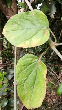 Wortclub, Commicarpus plumbagineus, Moshi, Tanzania, photo © by Michael Plagens