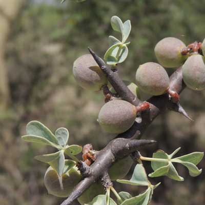 Commiphora, photo © by Michael Plagens