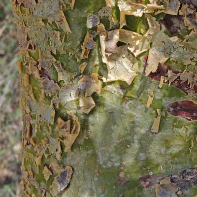 Commiphora, photo © by Michael Plagens