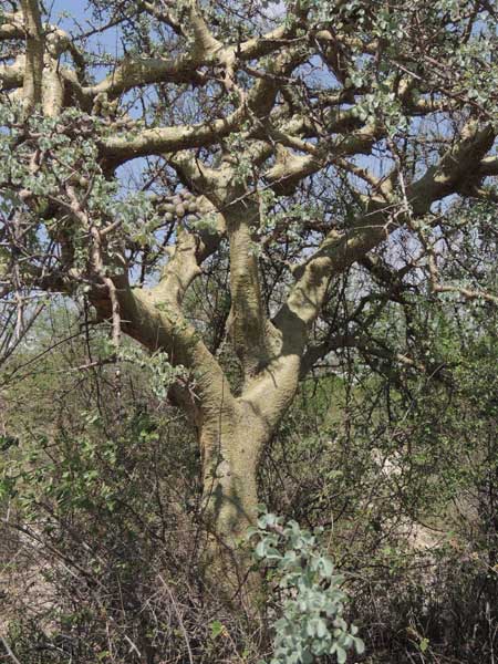 Commiphora, photo © by Michael Plagens