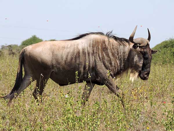 Blue Wildebeest, Connochaetes taurinus, photo © by Michael Plagens