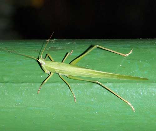 a conehead katydid at Iten, Rift Valley, Kenya, Jan. 2012. Photo © by Michael Plagens