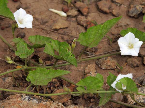 bindweed, Convolvulus sagittatus, from Kenya, photo © by Michael Plagens