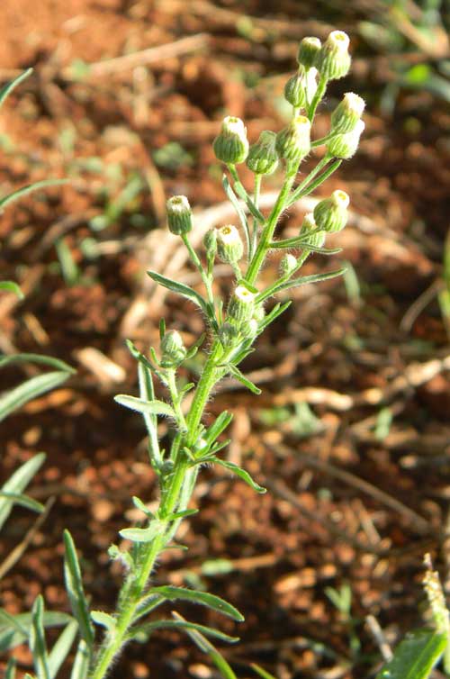 a weedy aster found in kenya, Conyza bonariensis, photo © by Michael Plagens