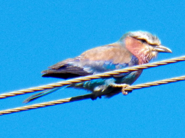 Lilac-breasted Roller, Coracias caudata, photo © by Michael Plagens.