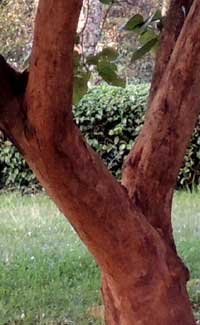 main trunk of Cordia africana photo © Michael Plagens