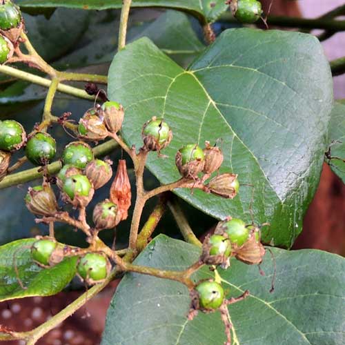 Cordia africana, a Boraginaceae, Eldoret, Kenya, photo © by Michael Plagens