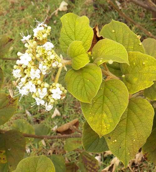 a possible Cordia sp. by Michael Plagens