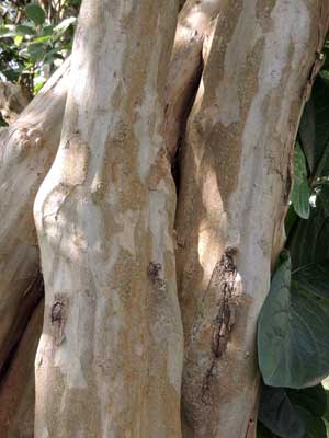 smooth bark of Sandpaper Tree, Cordia monoica, Kenya, by Michael Plagens