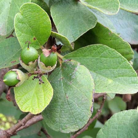 Sandpaper Tree, Cordia monoica, Kenya, by Michael Plagens